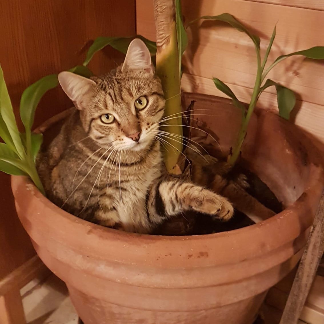 Tigerkatze im Blumentopf